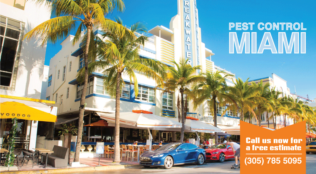Professional Pest Control In Miami Dade County Free Inspection