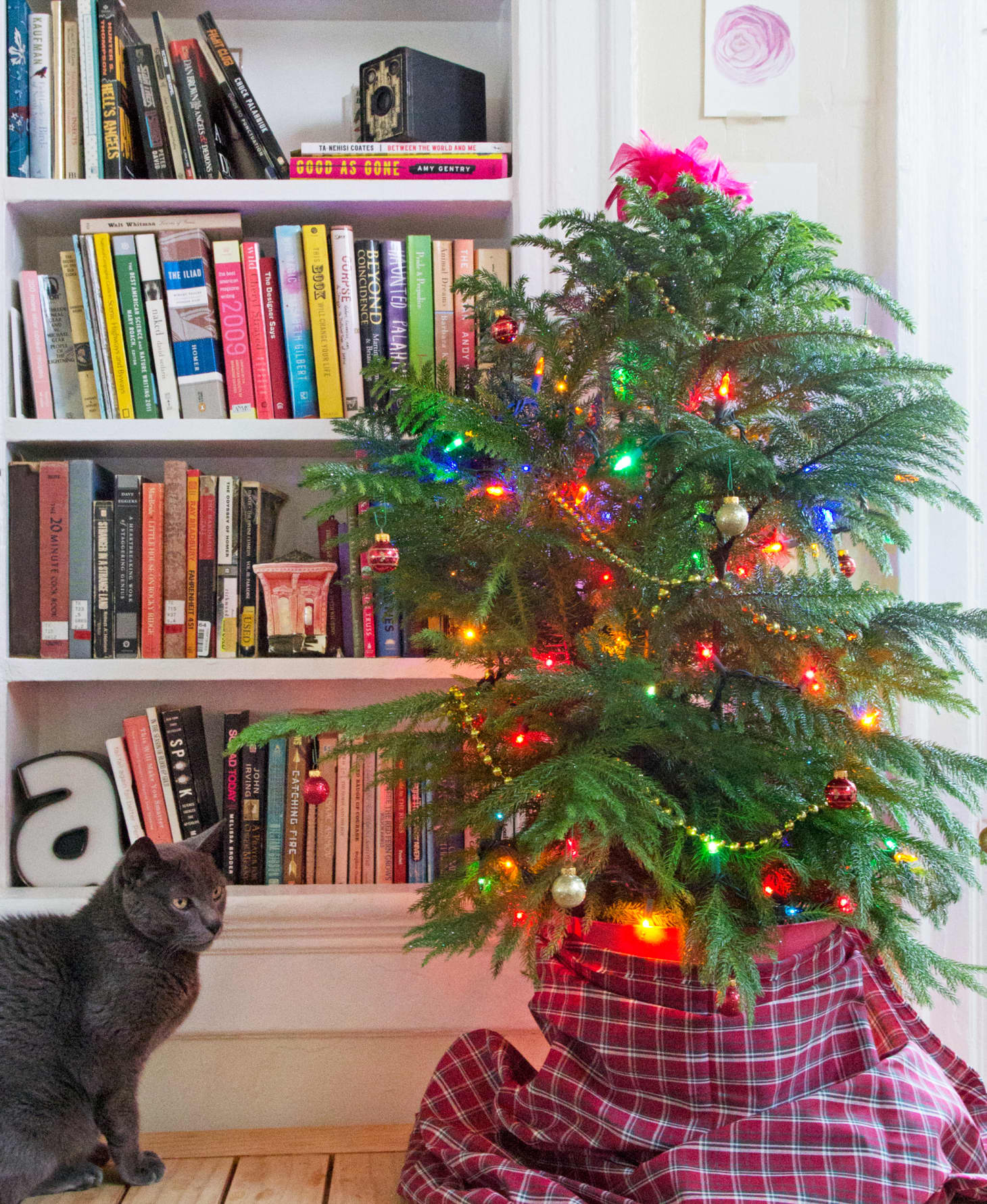 Can’t decide on a real vs. fake Christmas tree? Try one of these eco
