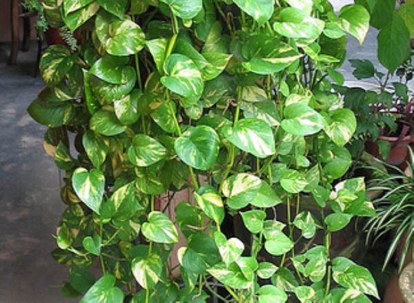 Environment friendly Plants