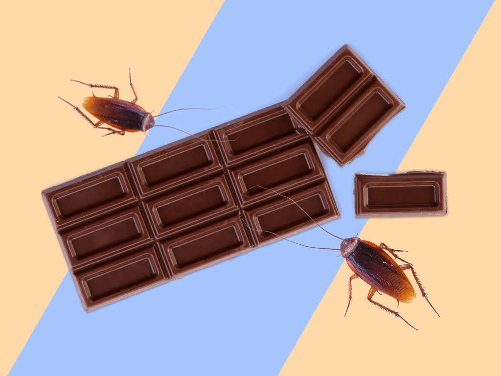 What Is Coffee Made Of Cockroaches / Roaches In Your Coffee Machine