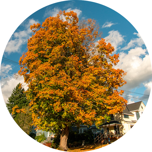 Tree Tour Green Snohomish