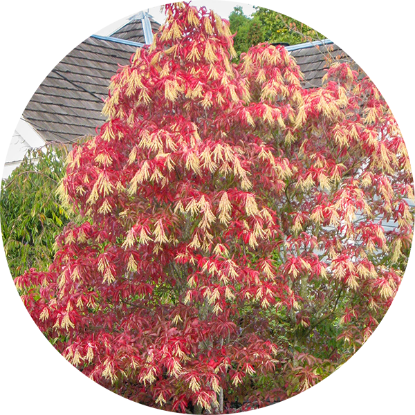 Tree Tour Green Snohomish