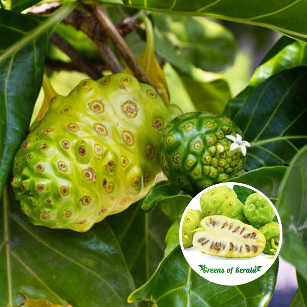 Real TRUTH Behind Noni Fruit Benefits WATCH This Before, 56 OFF