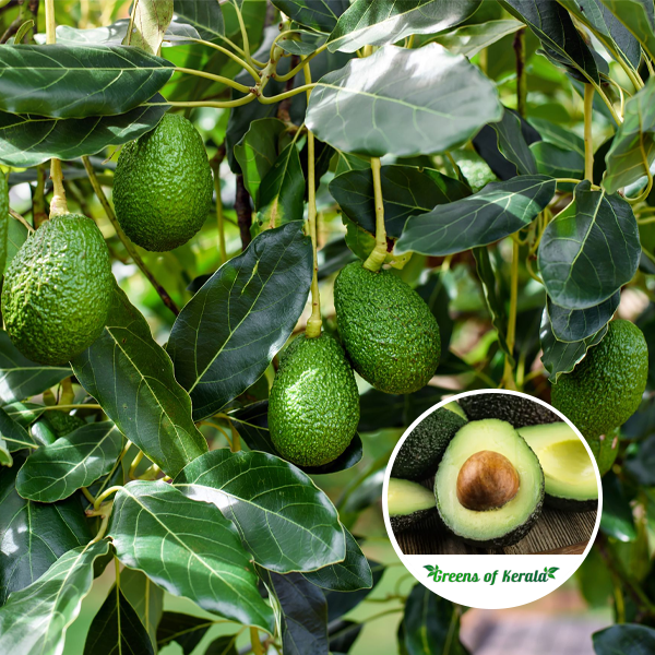 Buy Avacado / Butter Fruit (Graft) Live Fruit Plant Online Greens Of