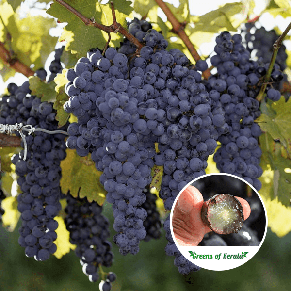 Buy Grape / Munthiri (Layer) Fruit Plant Online Greens Of Kerala