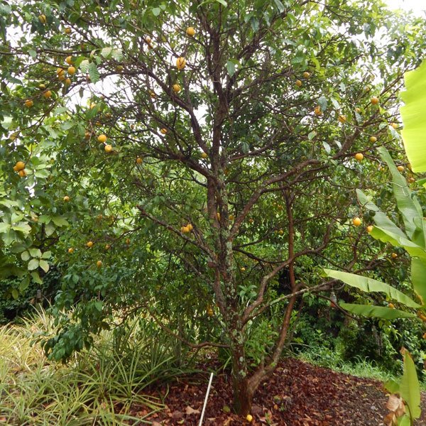 Buy Abiu (Pouteria Caimito) Fruit Plant Online Greens Of Kerala