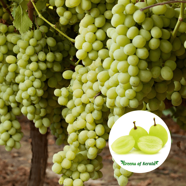 Buy Grape / Munthiri (Green, Layer) Fruit Plant Greens Of Kerala