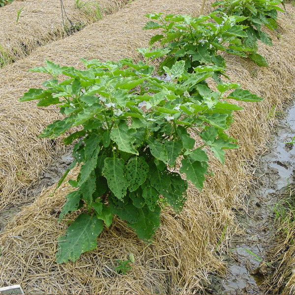 Hay / Vaykol (Animal Fodder / Plant Fertilizer) Greens Of Kerala