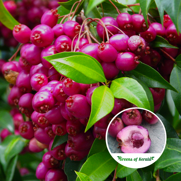 Buy Lilly Pilly (Layer) Fruit Plant Online Greens Of Kerala