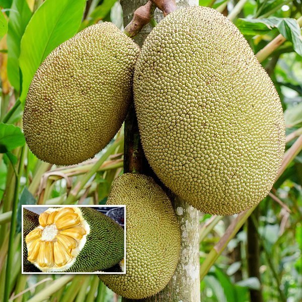 Buy Jackfruit (Ayur Jack, 1 Year Fruiting) Plant Online Greens Of Kerala