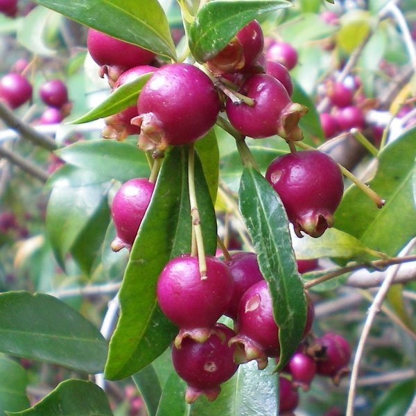 Buy Lilly Pilly (Layer) Fruit Plant Online Greens Of Kerala