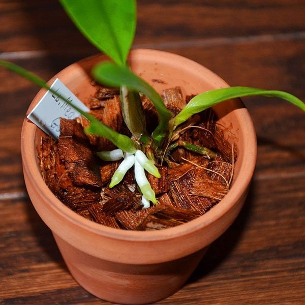 Buy Coconut Husk Chips (for growing soilless orchids) Greens Of Kerala