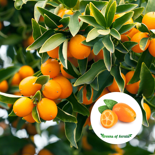Buy Kumquat (Israel Sweet, Layer) Fruit Plant Greens Of Kerala