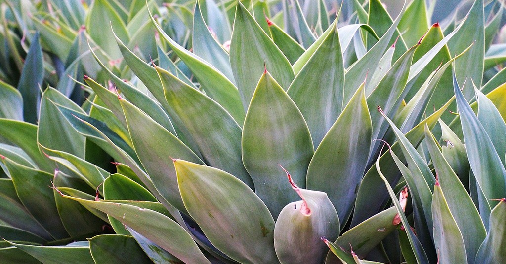 Agave che pianta è, proprietà e come si cura GreenStyle