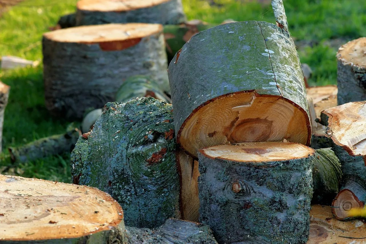 Why You Should Always Remove Tree Stumps
