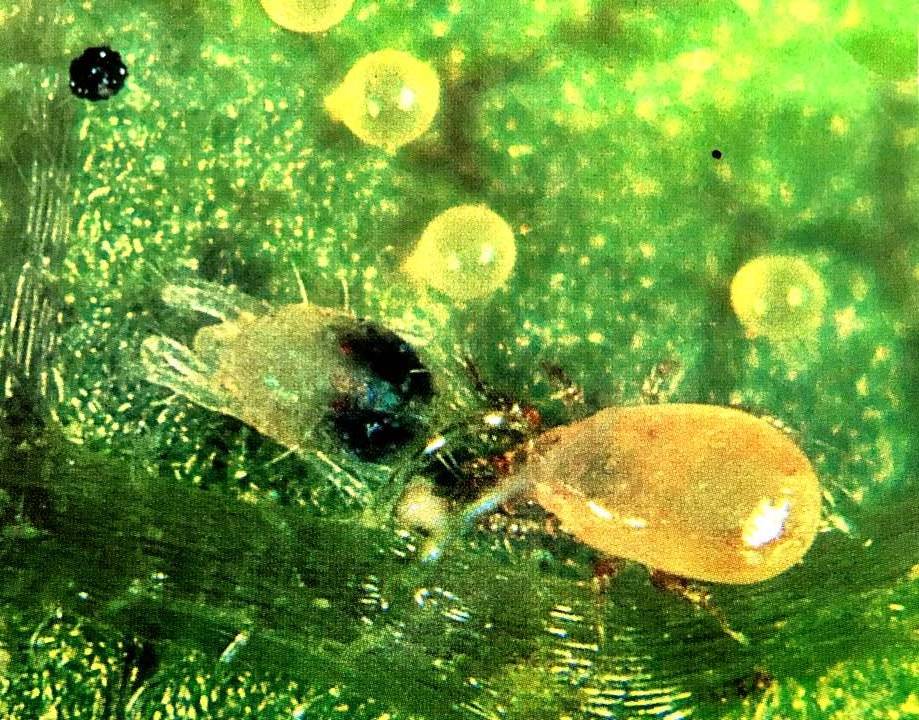 Buy Predatory Mites Online for Spider Mite Control Special Blend of