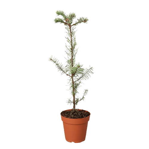 Noble Fir Tree Green Thumb Nursery