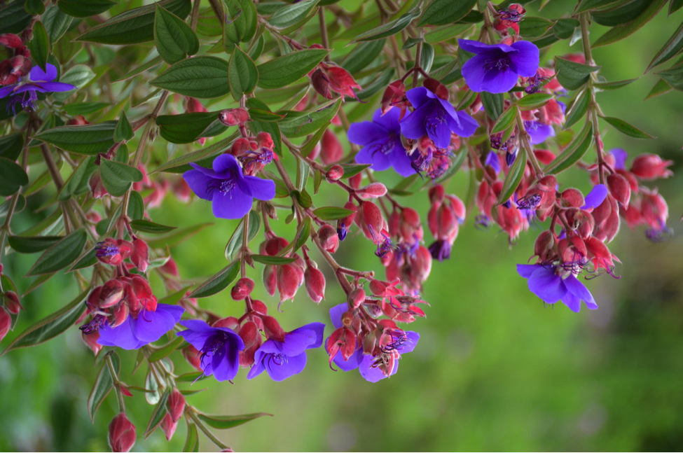 Plotting with Perennials in Eau Claire, WI Green Thumb Landscaping