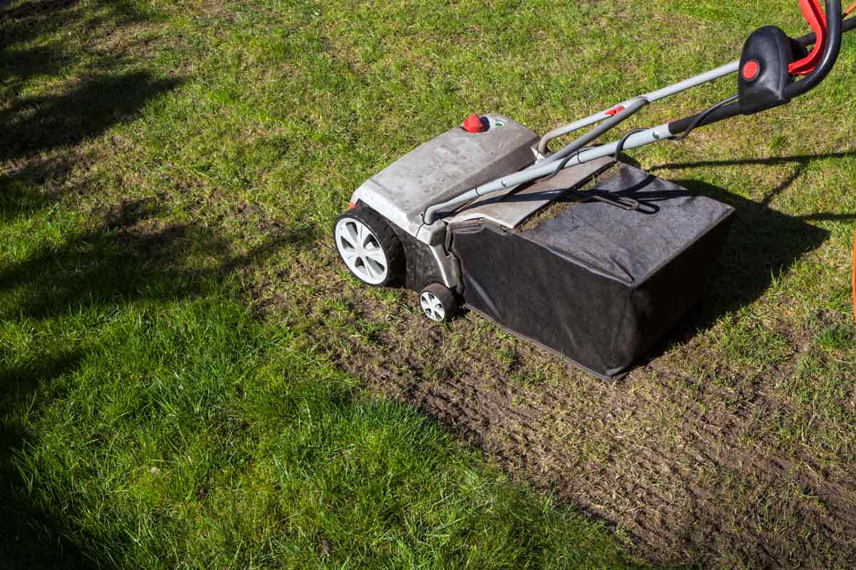 Easy Steps for Getting Rid of Thatch • GreenView