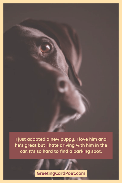 National Puppy Day is March 23 Quotes, Jokes, Captions, FAQs, Facts