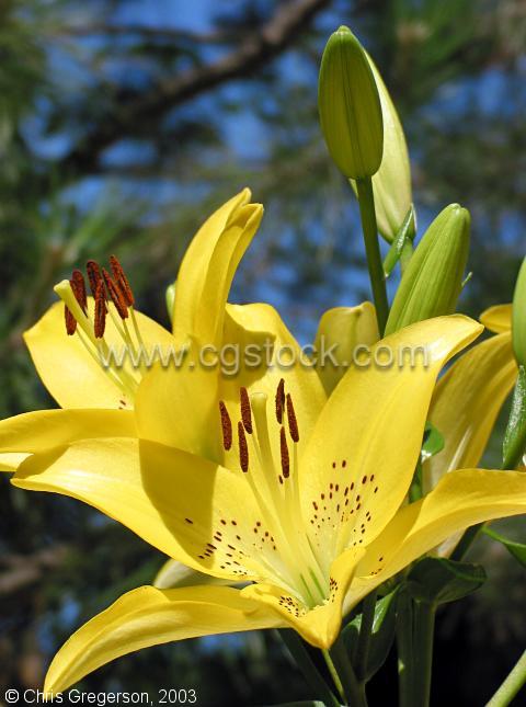 Yellow Lily Flower(2847)