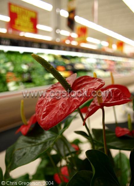 Grocery Store Flower (Anthurium)(2893)