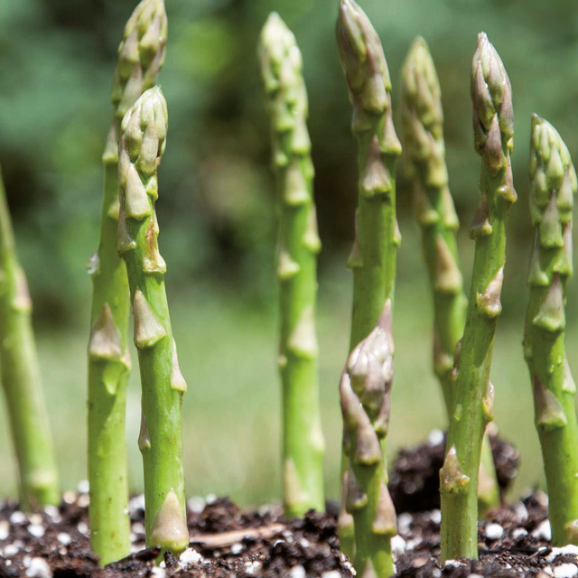 Asparagus Sale and marketing of Organic Fertilizers and Organ Minerals