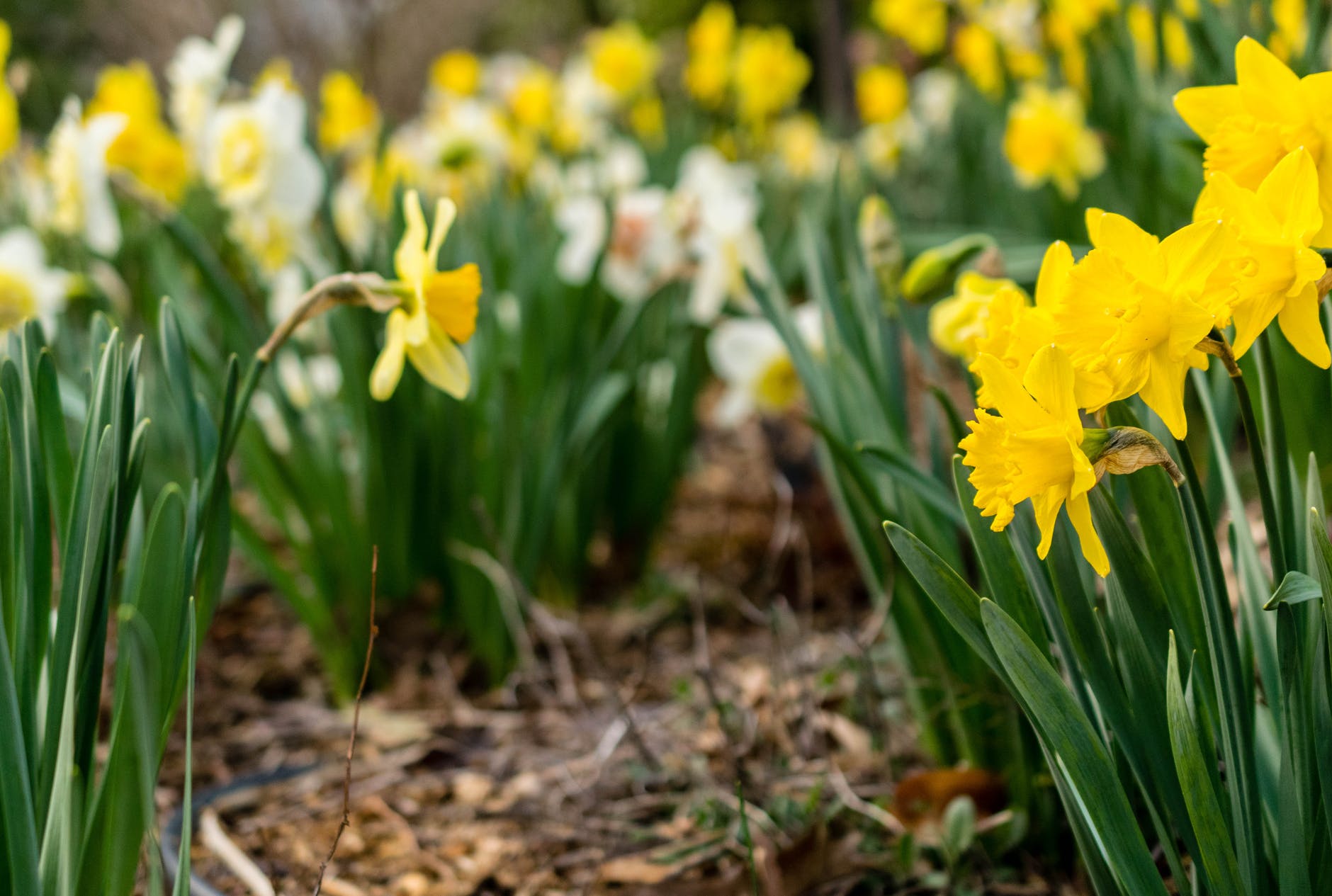 How to Grow and Care for Daffodils? Grenebo Spread the Joys of