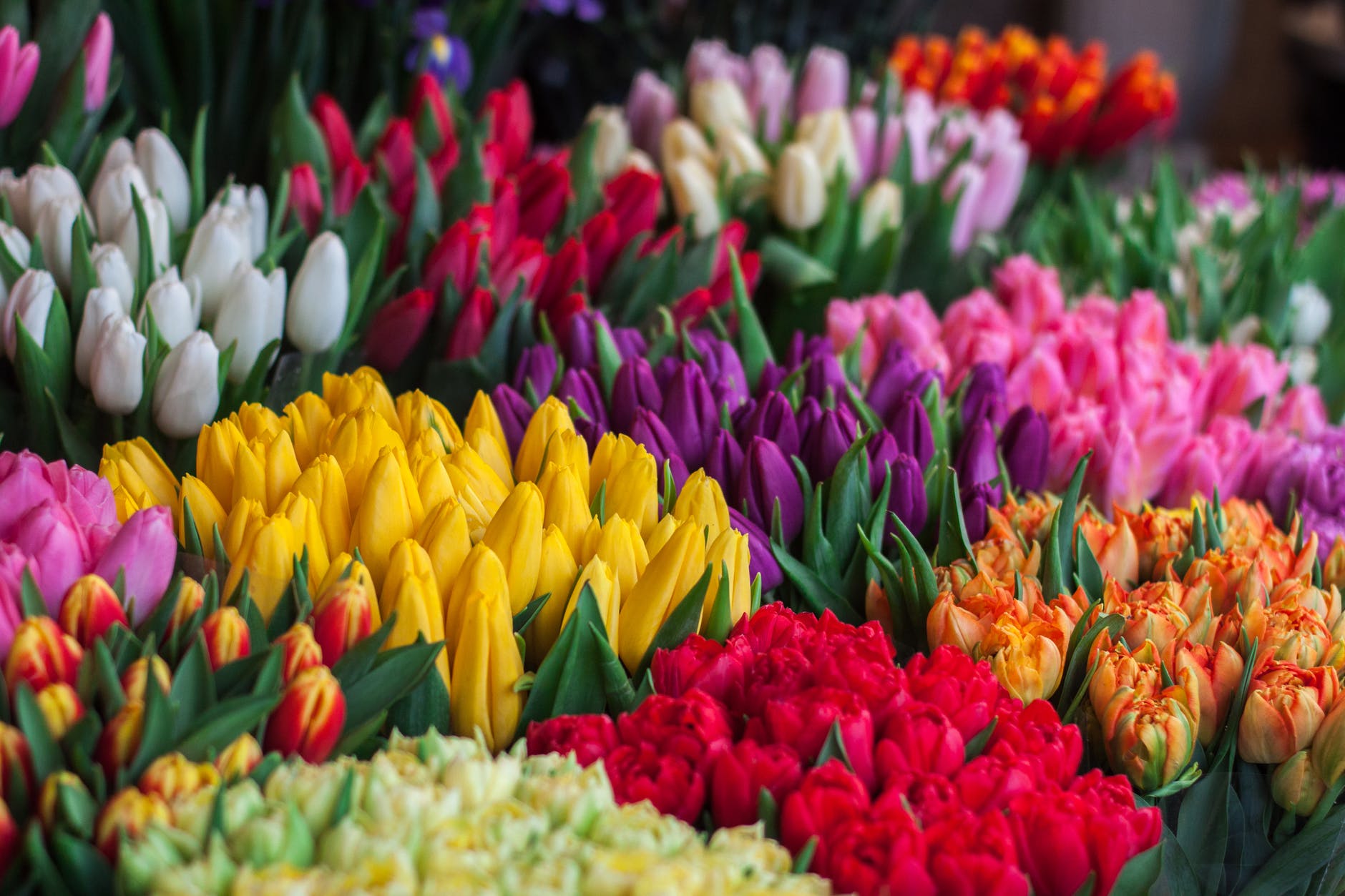 How to Grow and Care for Tulips? Grenebo Spread the Joys of Gardening