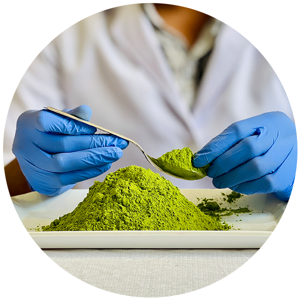 Wholesale Moringa Powder Suppliers In Florida