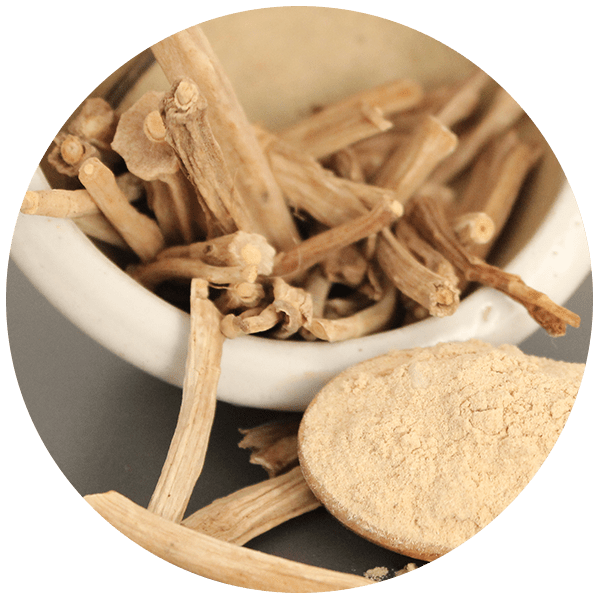 Shatavari Powder Grenera Nutrients