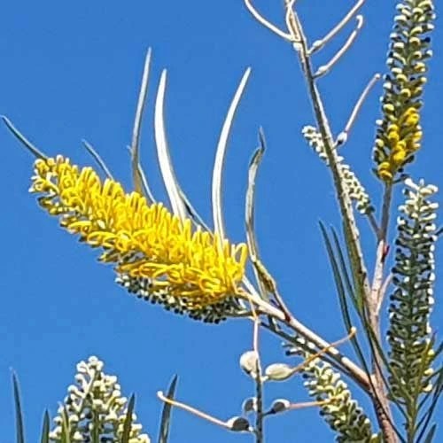 Shop the best Gifts Grevillea Yamba Sunshine at Garden Plants Sales Store