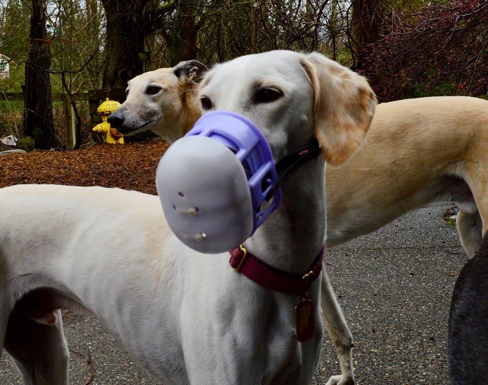 Muzzle Nose Guard Greyhound Friends of NC
