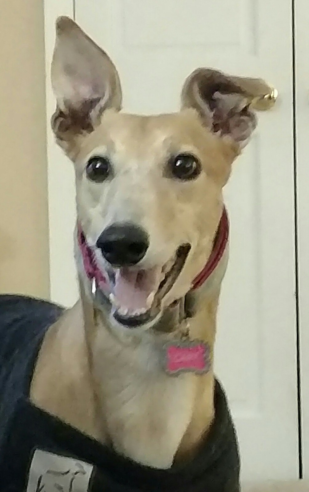 Dog Events 2023 Raleigh North Carolina