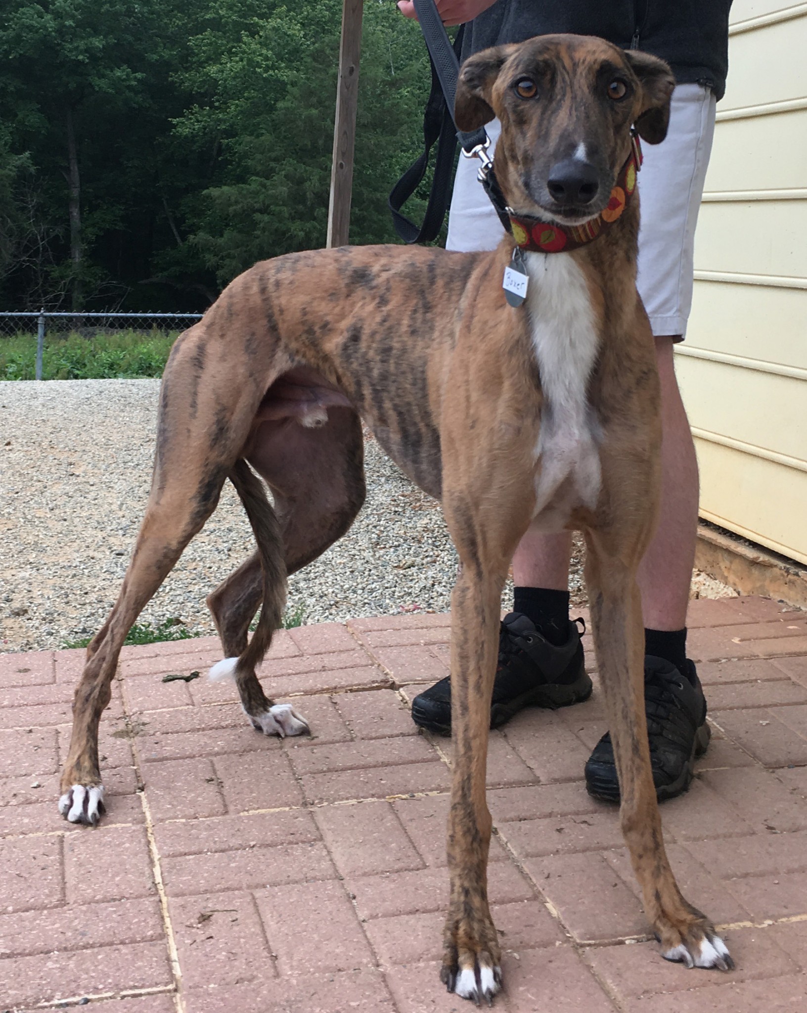 Boxer (MJT Box to Wire) Greyhound Friends of NC