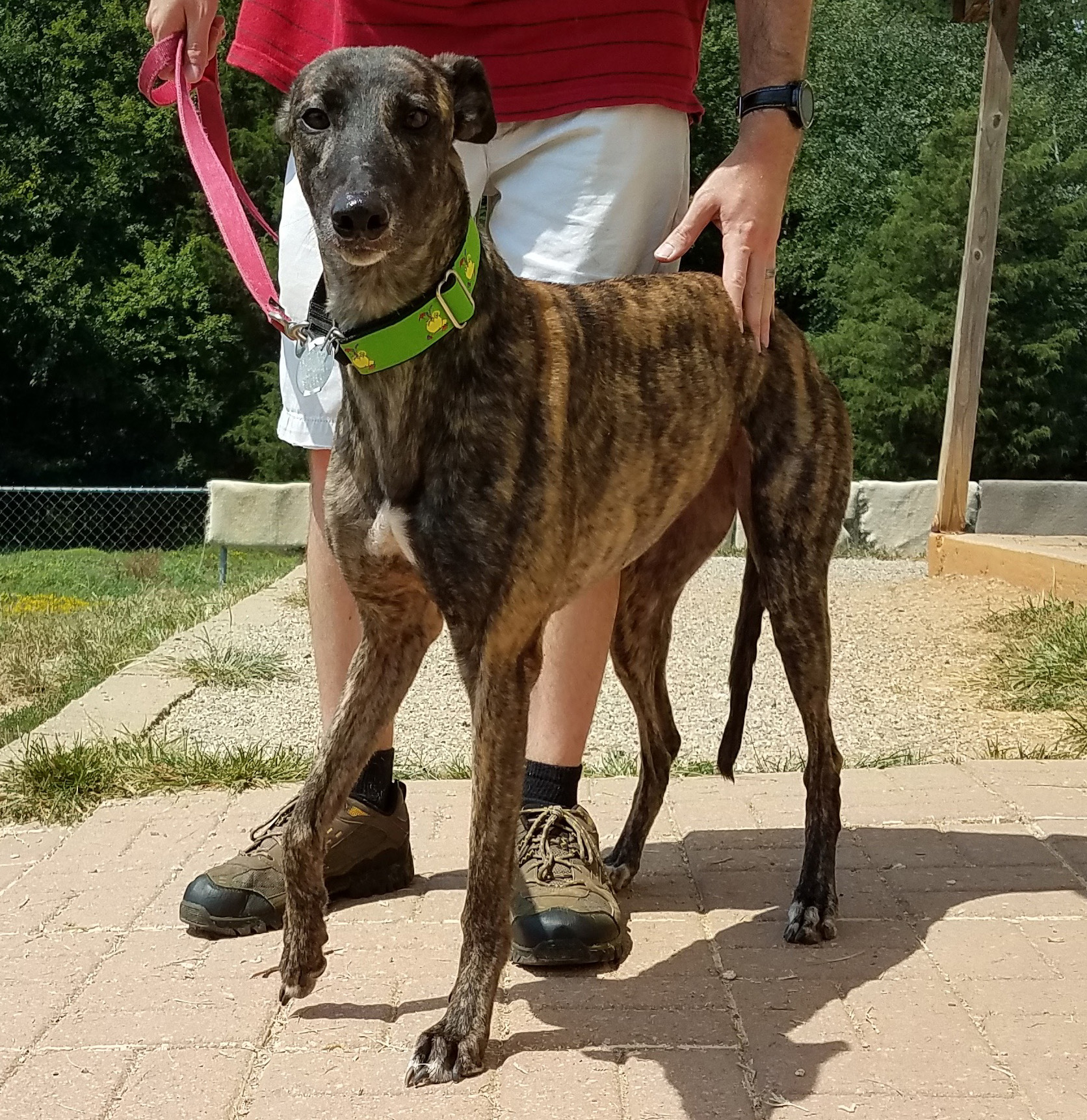 Dog Events Raleigh Nc 2023 Dixie (Lady Dixie) Greyhound Friends of NC