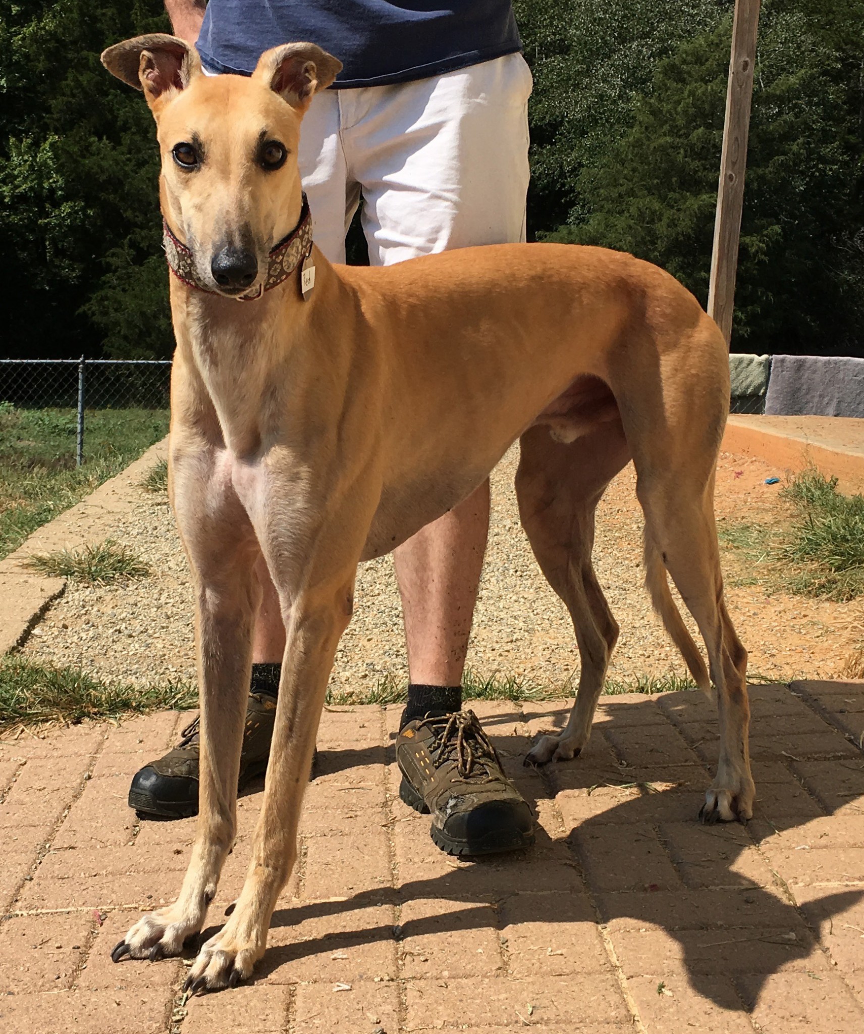 Red (Krewshull) Greyhound Friends of NC