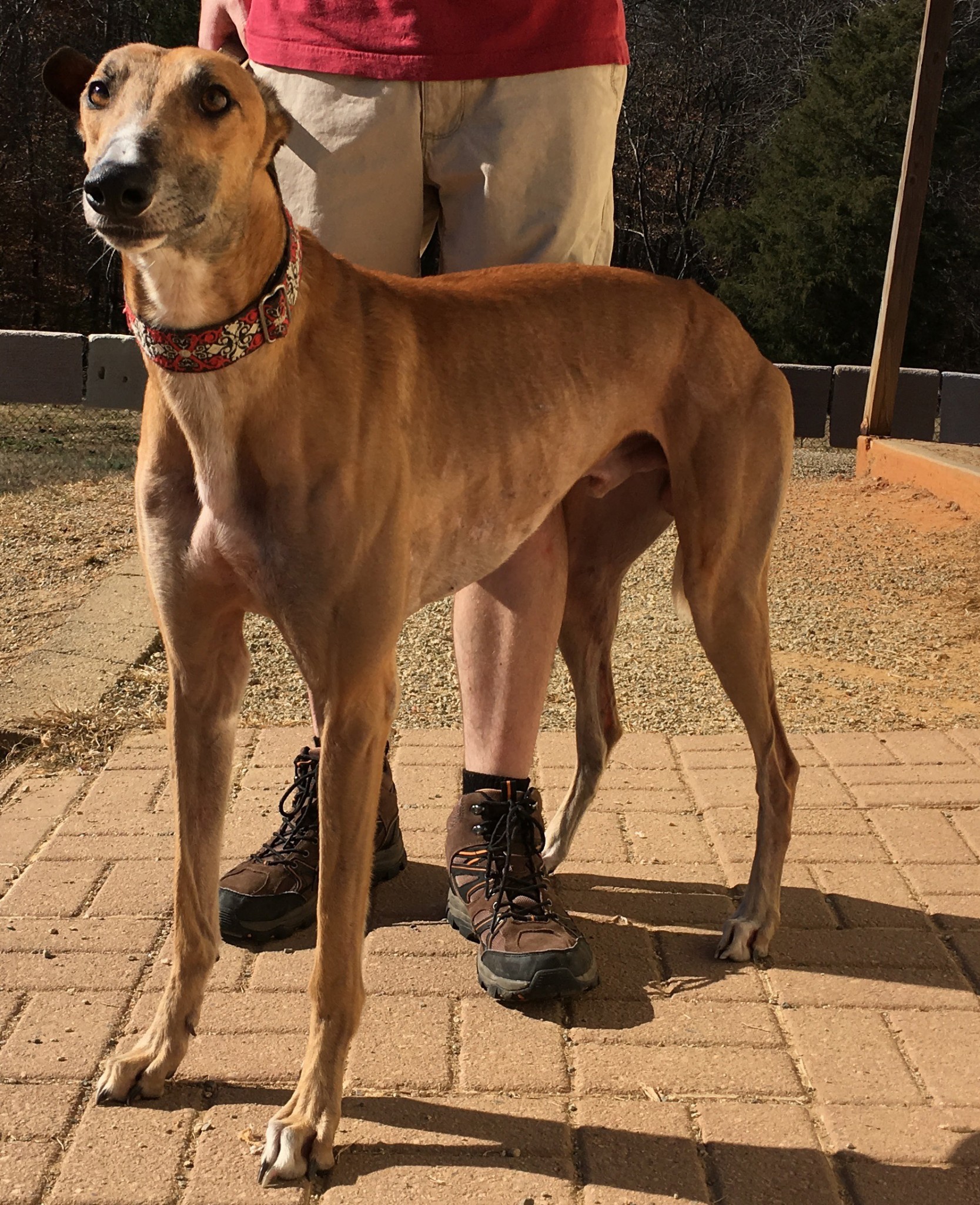 Money (CT Mad Money) Greyhound Friends of NC