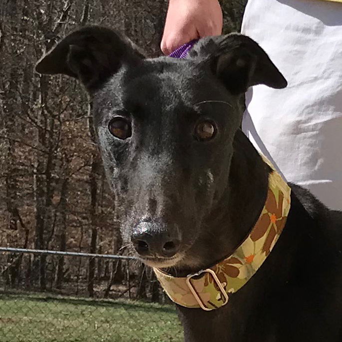 Dog Events 2023 Raleigh North Carolina