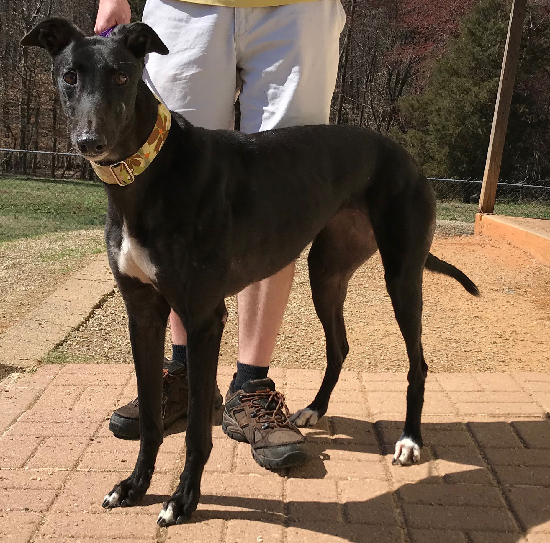 Dog Events Raleigh Nc 2023 Mini (JT Mini Bar) Greyhound Friends of NC