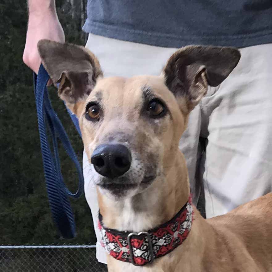 Dog Events 2023 Raleigh North Carolina