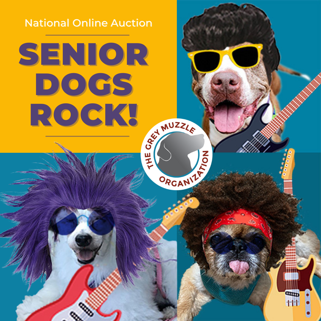 Senior Dogs Rock! Online National Auction The Grey Muzzle Organization