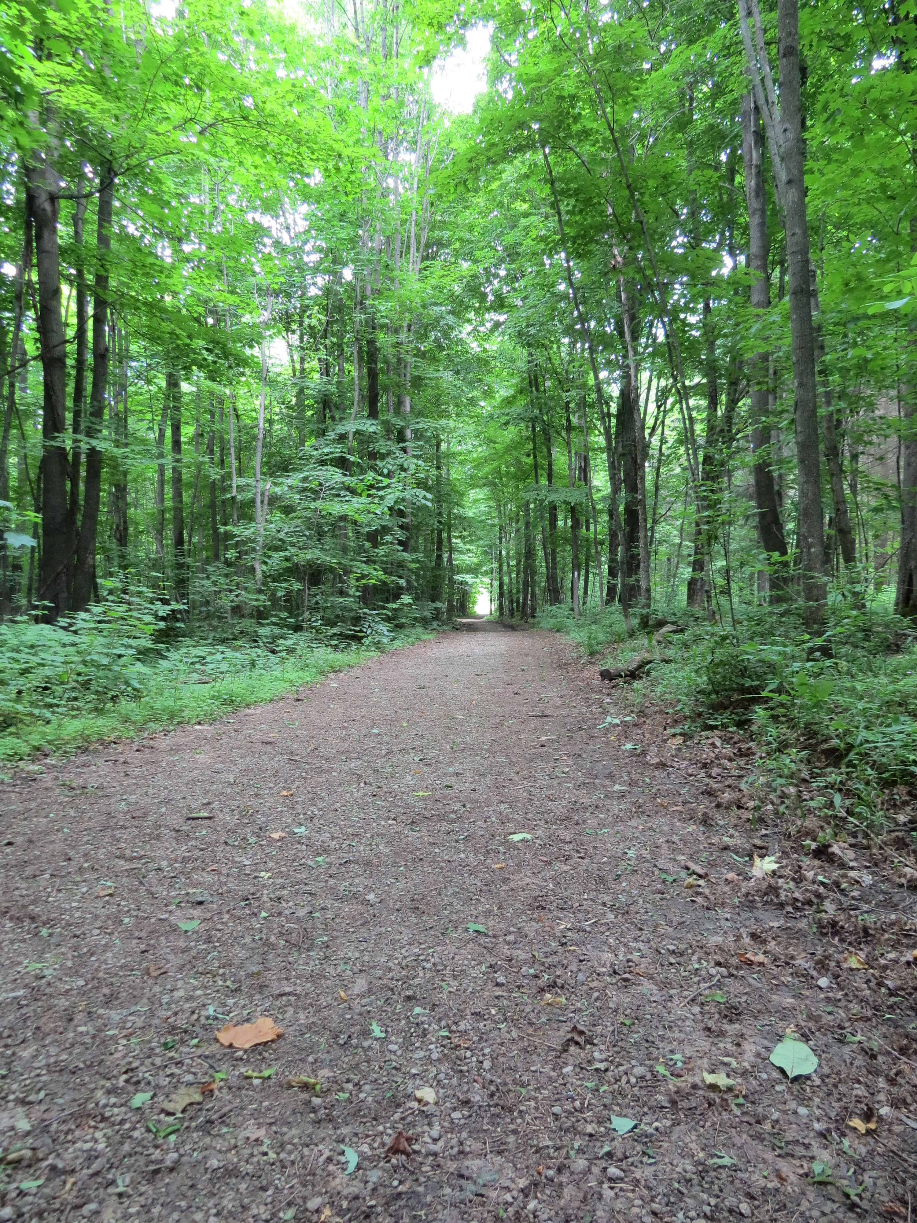 Forest Management Tenders Grey Sauble Conservation Authority