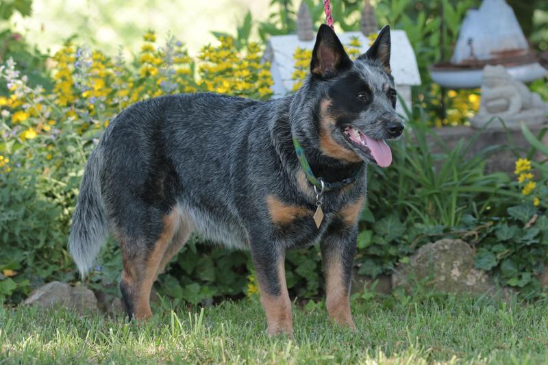 Australian Cattle Dog Breeds with Dogs for Sale in MO Griffin Farms
