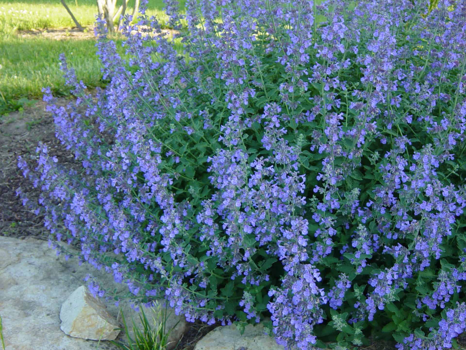 Walker's Low Catmint 1 Container Grimm's Gardens