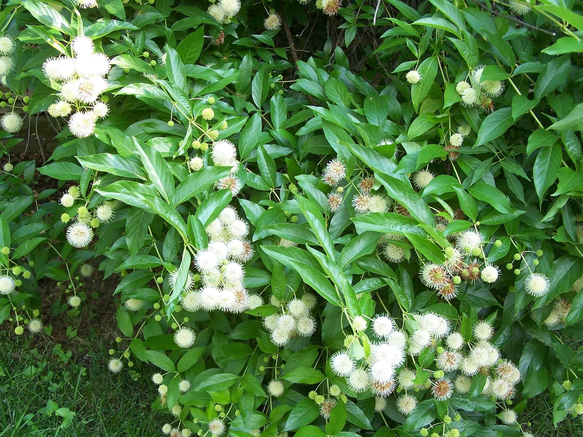 Nebraska Native Plants Grimm's Gardens
