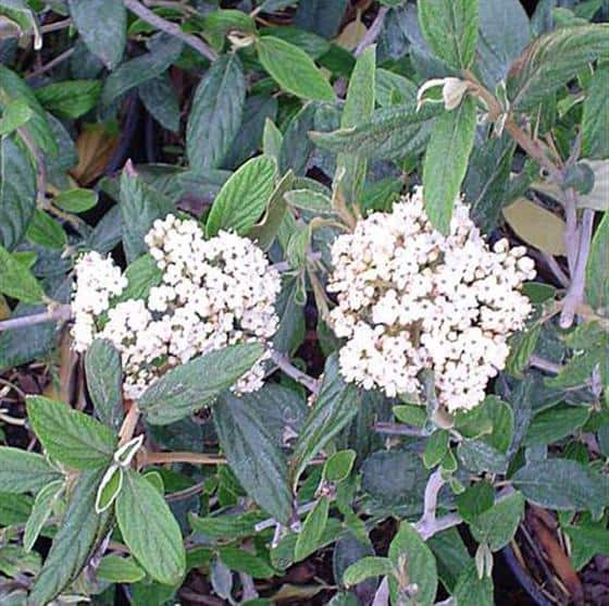 Prague Viburnum 3 Container Grimm's Gardens