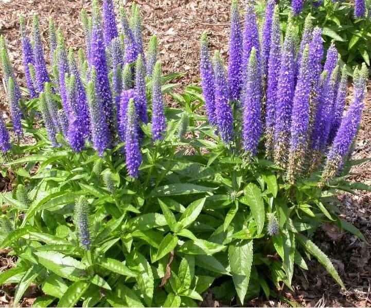 Royal Candles Speedwell Grimm's Gardens