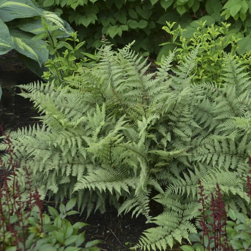 Robust Male Fern 1 Container Grimm's Gardens