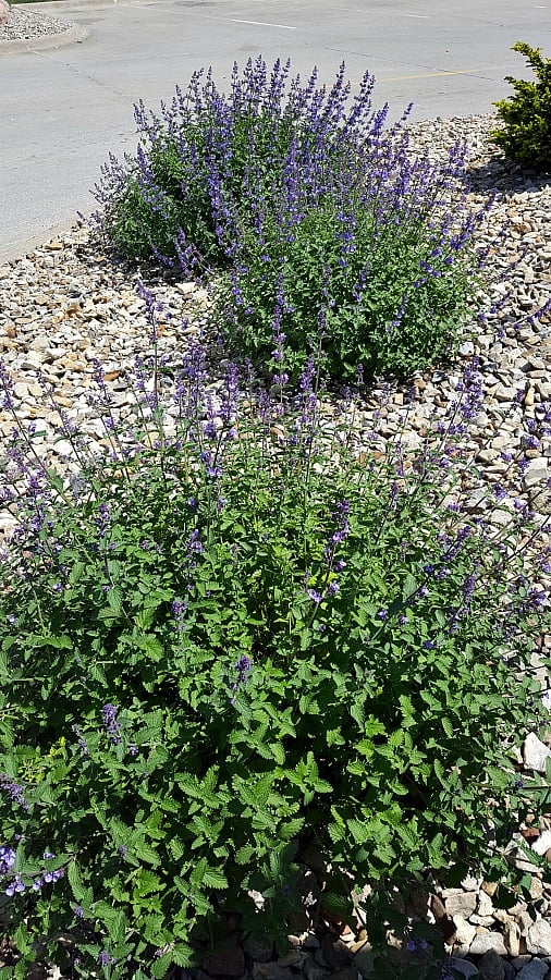 Plant of the Week Walker's Low Catmint Grimm's Gardens